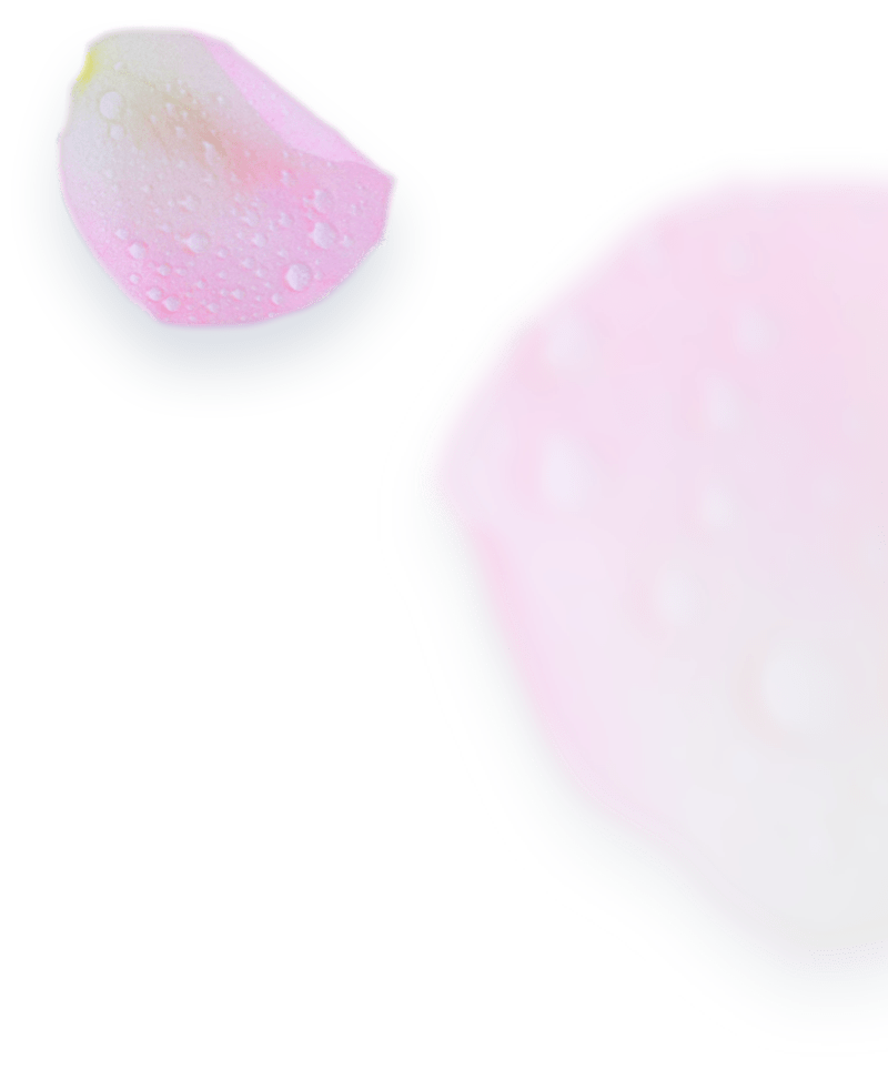 Pétalas de rosas Pétalas de rosas rosa
