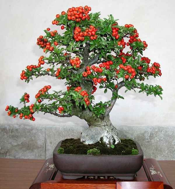 Bonsai árvore vermelha Bonsai árvore vermelha e o tempo de cultivo e de preparo