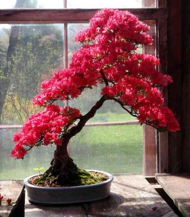 Bonsai Azaleia Bonsai azaleia e o tempo de cultivo e preparo