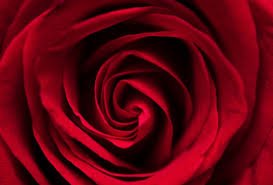 Rosa Vermelha da Cigana Rosa vermelha da cigana em zoom vista de cima