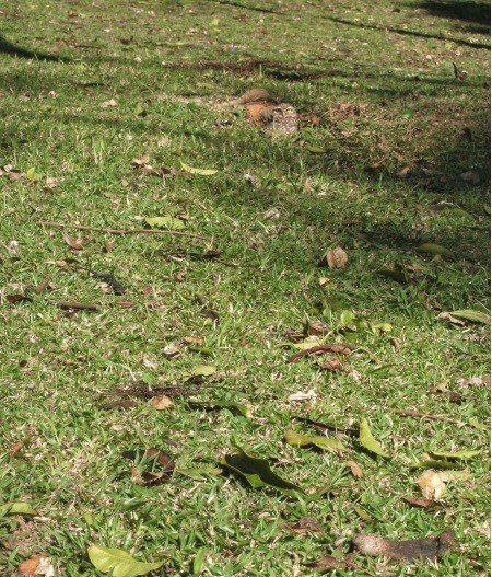 Coruja no gramado A coruja no gramado do Parque São Lourenço em Curitiba