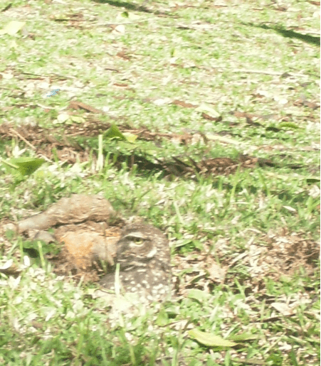 Coruja desvia olhar rapidamente Coruja desviando rapidamente o olhar - Parque São Lourenço em Curitiba