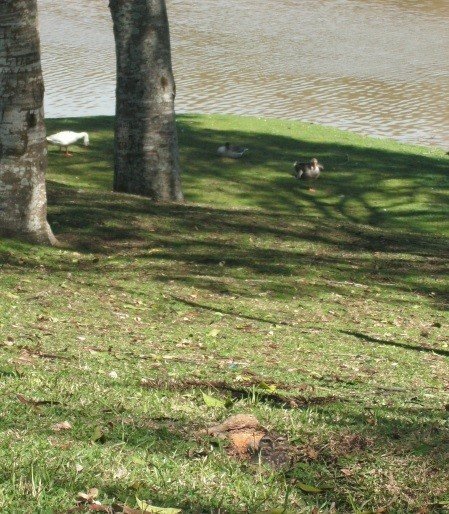 Parque São Lourenço e Coruja Parque São Lourenço em Curitiba: gramado, árvores, lago e animais. A coruja embaixo da foto.