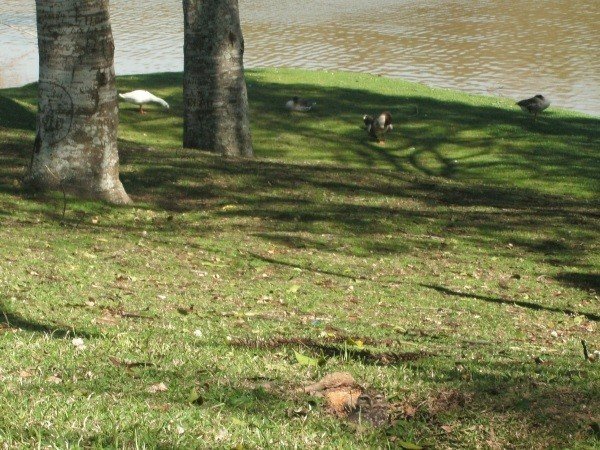 Parque São Lourenço Parque São Lourenço em Curitiba: gramado, árvores, lago e animais. A coruja embaixo da foto.
