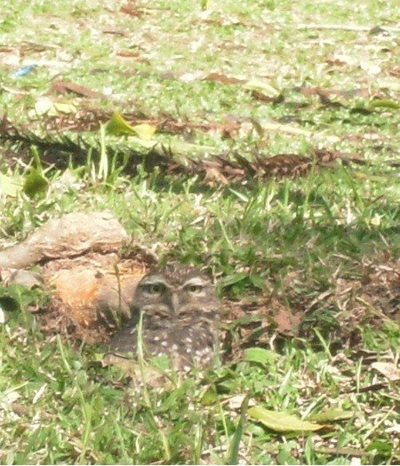 Olhar de Coruja do Parque Coruja do Parque São Lourenço em Curitiba olhando de frente olho no olho